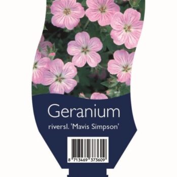 Geranium river. 'Mavis Simpson'
