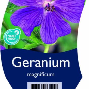 Geranium magnificum