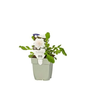 Scabiosa col. ‘Flutter Pure White'