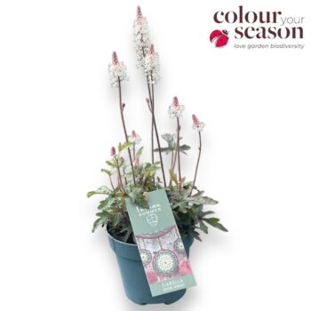 Tiarella 'Pink Sky Rocket'