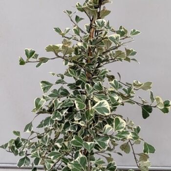 Ficus Sweetheart