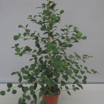 Ficus Deltoidea