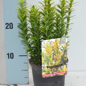 Euonymus japonicus 'Microphyllus Aureovariegatus'