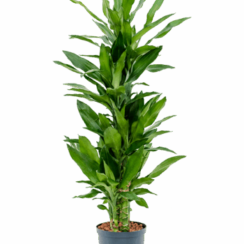 Dracaena fragrans 'Burundii' 60-Carrousel