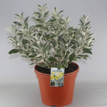 Brachyglottis 'Sunshine' C10