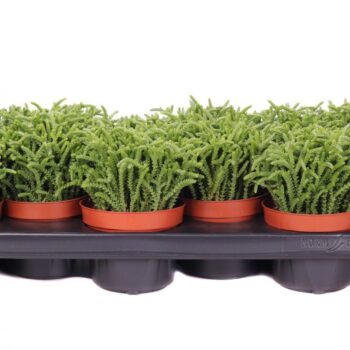 Crassula lycopodioides