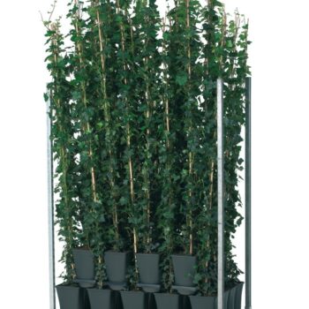 Hedera hibernica +light label