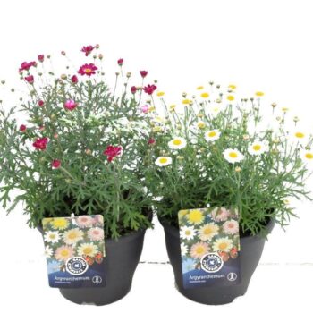 Argyranthemum frutescens mix