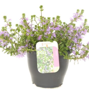 Scaevola aemula Blue Touch