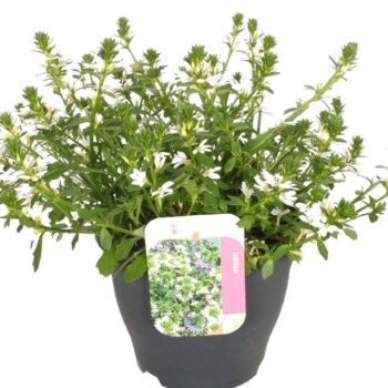 Scaevola aemula White Touch