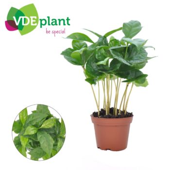 Coffea Arabica (Miniplanten.nl)