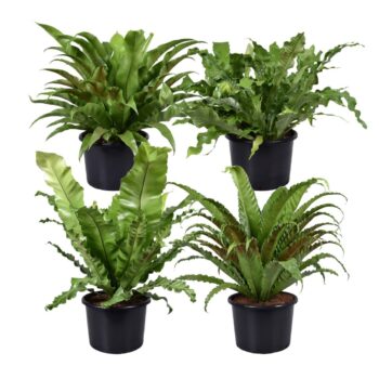 Asplenium Mix