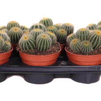 Eriocactus magnificus