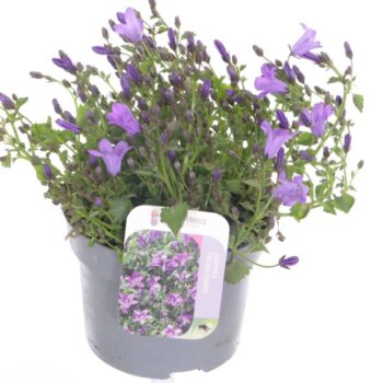 Campanula portenschlagiana
