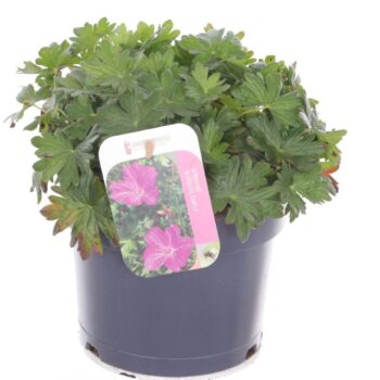 Geranium Blushing Turtle