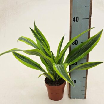 Dracaena Lemon Lime in EcoExpert tray