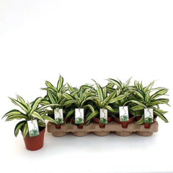 Dracaena Malaika in EcoExpert tray
