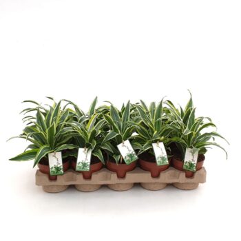 Dracaena Surprise in EcoExpert tray