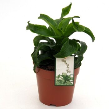 Dracaena Twist in EcoExpert tray