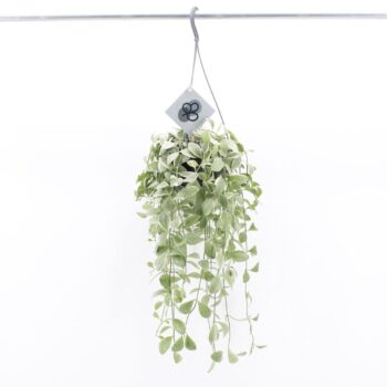 Dischidia Oinantha Variegata