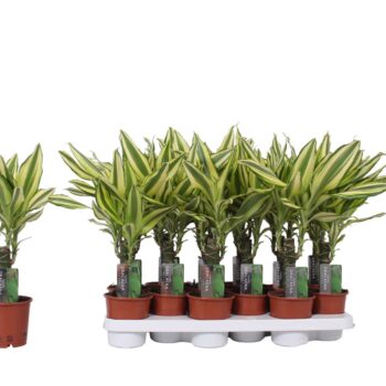 Dracaena Yellow Coast, 11 cm pot