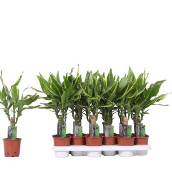 Dracaena Golden Coast, 11 cm pot