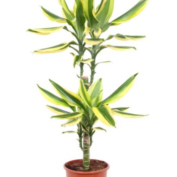 Dracaena Golden King, 17 cm pot