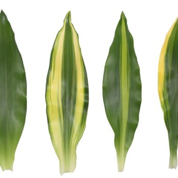 Dracaena 2 color mix, 11 cm pot