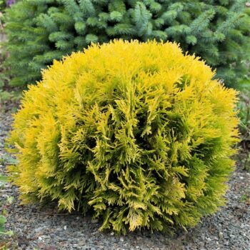 Thuja occidentalis 'Mirjam'