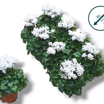 Cyclamen Compact Wit