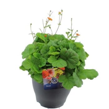 Geum coccineum Borisii