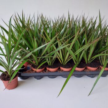 Dracaena Marginata Tip