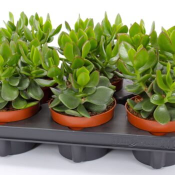 Crassula hulk 12 WOODS