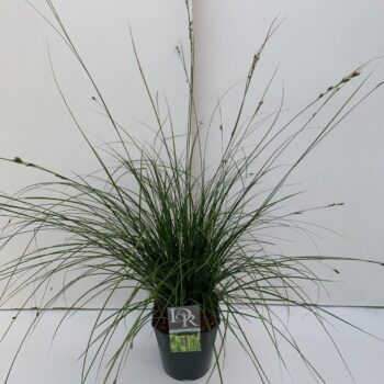 Carex Magic Green