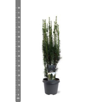 Taxus baccata 'Fastigiata'