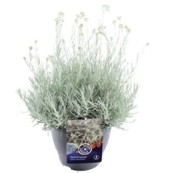 Helichrysum italicum Silvery White