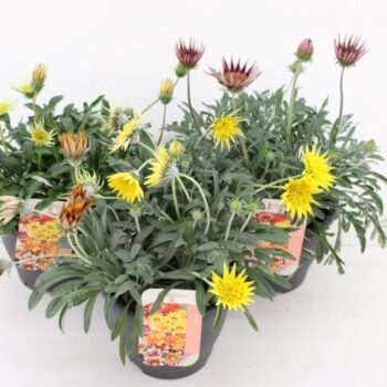 Gazania mix