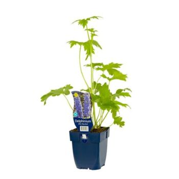 Delphinium (P.G.) 'Blue Bird'