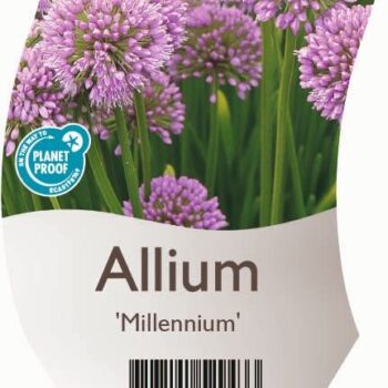 Allium 'Millennium'