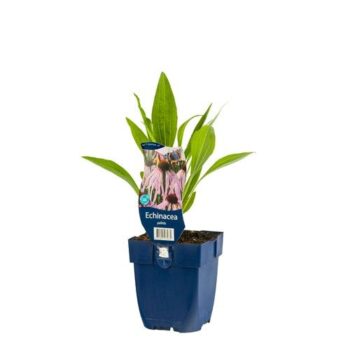 Echinacea pallida