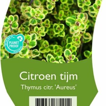 Thymus citr. 'Aureus'