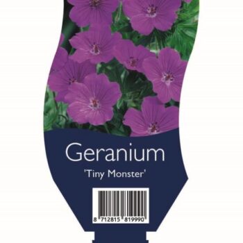 Geranium sang. 'Tiny Monster'