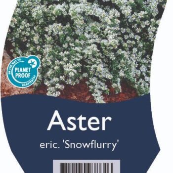 Aster eric. 'Snowflurry'