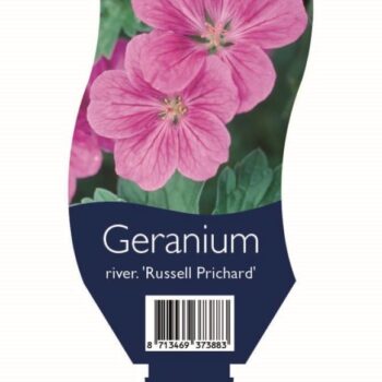 Geranium river. 'Russell Prichard'