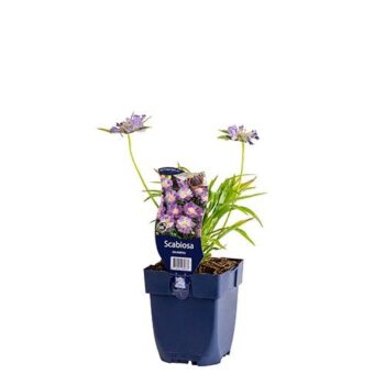 Scabiosa caucasica