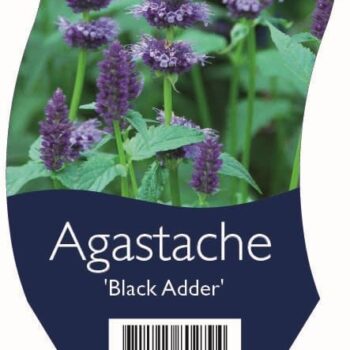 Agastache 'Black Adder'