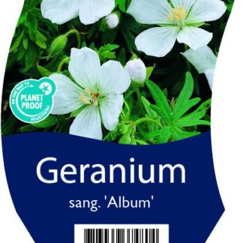 Geranium sang. 'Album'