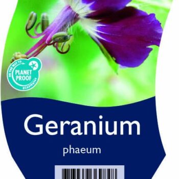 Geranium phaeum