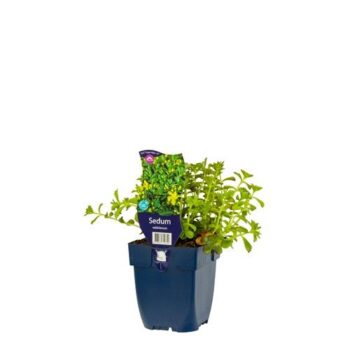 Sedum selskianum