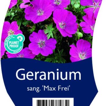 Geranium sang. 'Max Frei'